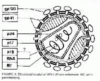 Schòma basique du ròtrovirus nommò VIH.